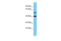 NCBP3 Antibody, Novus Biologicals 100 &mu;L; Unconjugated:Antibodies, Polyclonal